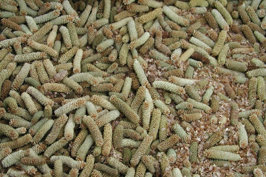 Runsaasti vaaleanruskeita, tasapäisiä, karheita ja pitkäomaisia muodostumia, jotka ovat siemennorkkoja. Niiden seassa on irtonaisia, vaaleita, litteitä nastanmallisia irrallisia norkkosuomuja sekä kalvolaitaisia, pieniä siemeniä.