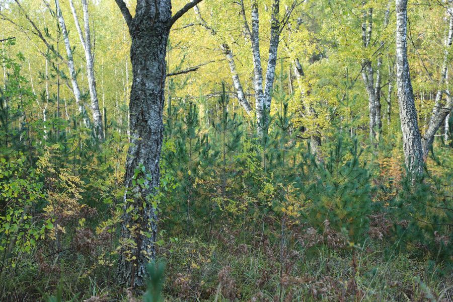 Harvassa kasvavia vanhoja visakoivuja, joissa on haaroja, paksuja oksia ja karkea kuori. Alla kasvaa tiheässä männyntaimia, joilla on pitkät neulaset.